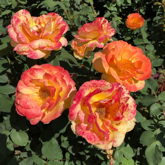 Meet your Posher, Amy - Picture 1 of 1